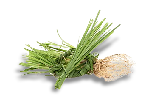 Vetiver
