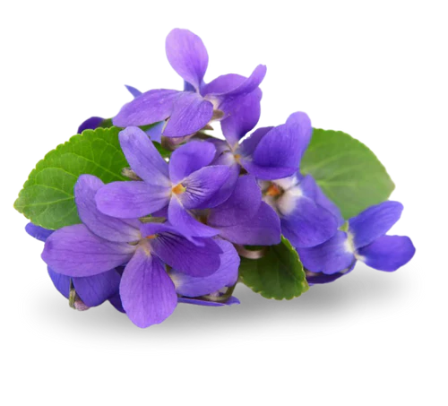 Violka